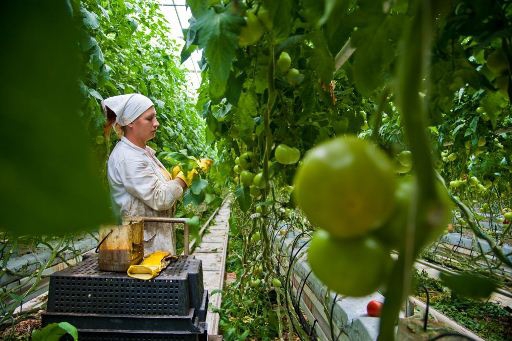 В Волгоградской области у «Зари» сменился руководитель