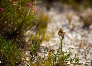 У тракторного завода в Волгограде построят ветклинику и парк