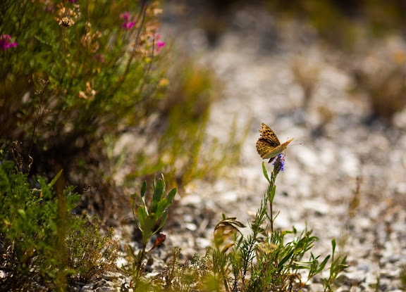 У тракторного завода в Волгограде построят ветклинику и парк