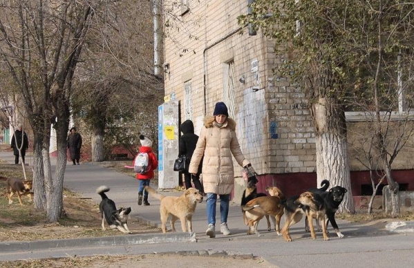 Волонтеры – жителям улицы Чебышева в Советском районе:  «Не дадим убить наших собак!»