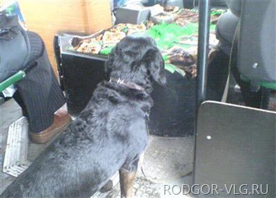 Бойцовская собака напугала волгоградцев в маршрутке