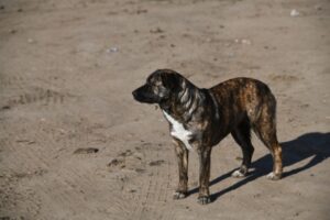 В пяти районах Волгоградской области введен карантин по бешенству