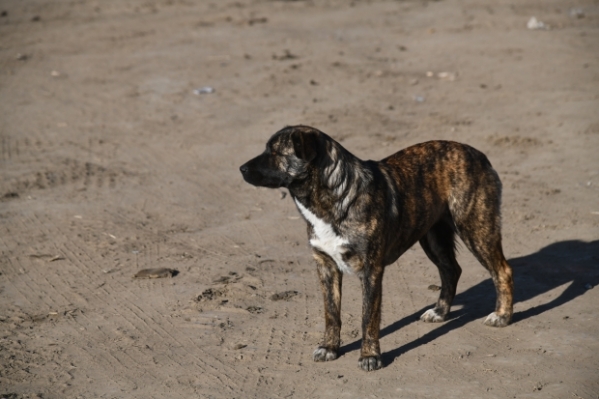 В пяти районах Волгоградской области введен карантин по бешенству