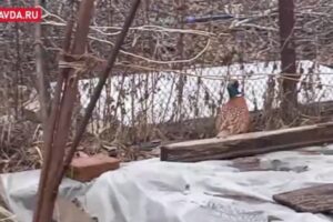 В Волгограде прогулку фазана по дачному участку сняли на видео