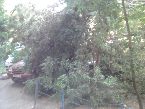 В Волгограде от сильного ветра валятся деревья
