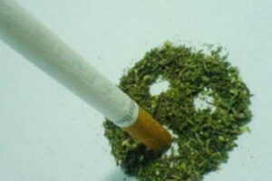 Директор волгоградского предприятия задержан с кг марихуаны