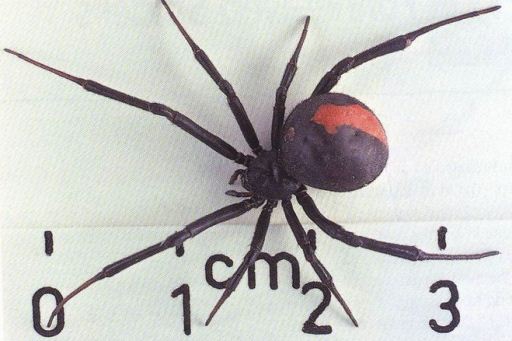 Паук-каракурт забрался в квартиру на западе Волгограда