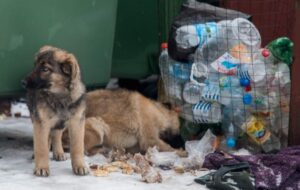 Почему не могут встретиться волгоградцы и мусоровозы