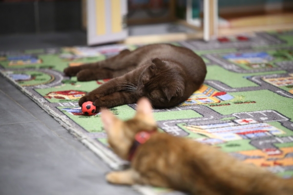 Волгоградцы узнали, почему нужно регулярно играть с кошкой