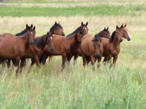 Зрители федерального канала узнали о волгоградских мустангах