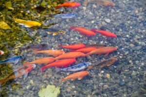 В пруду на Центральной набережной Волгограда снова поселятся карпы