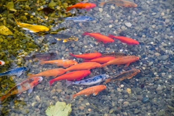 В пруду на Центральной набережной Волгограда снова поселятся карпы