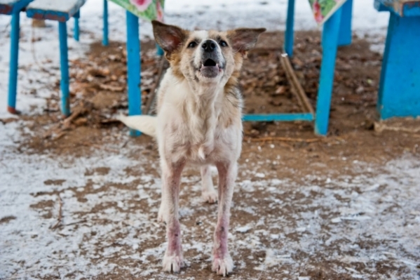 За 2 месяца в Волгоградской области животные покусали 756 человек