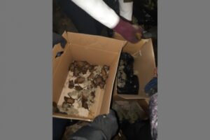 В Волгограде больше 300 живых летучих мышей оказались в мусорном баке