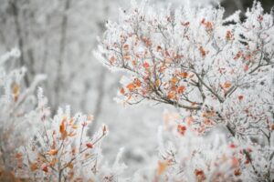 Волгоградцев ожидают сильный мороз и ясная погода