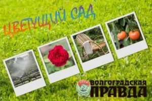 Подходит к финалу прием фото на конкурс «Цветущий сад» в Волгограде