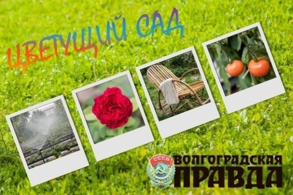 Подходит к финалу прием фото на конкурс «Цветущий сад» в Волгограде