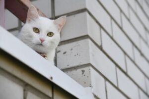 Волгоградские спасатели освободили провалившегося в трубу котенка