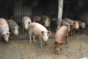 Очаг АЧС выявлен в Руднянском районе Волгоградской области