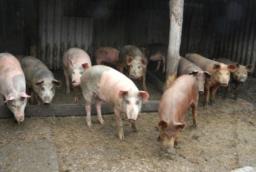 Очаг АЧС выявлен в Руднянском районе Волгоградской области