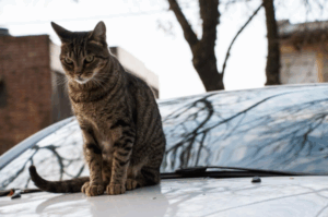 Волгоградцев предупредили о мурзиках, прячущихся под капотом