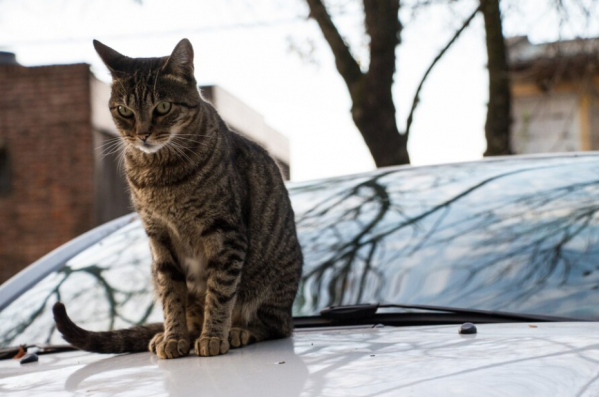 Волгоградцев предупредили о мурзиках, прячущихся под капотом