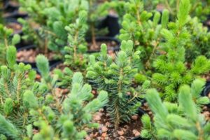 В Царицынском парке в центре Волгограда высадят 15 елей