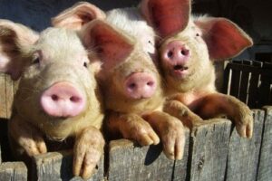 В Волгограде «алиментщик» расплатился с долгами тремя свиньями