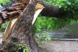 52-летнюю волгоградку придавило поваленное ураганом дерево