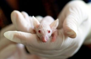 В Китае из искусственной клетки вырастили живое существо