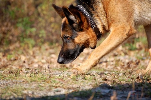 В Волгограде овчарка Тайга помогла поймать похитителей аккумулятора