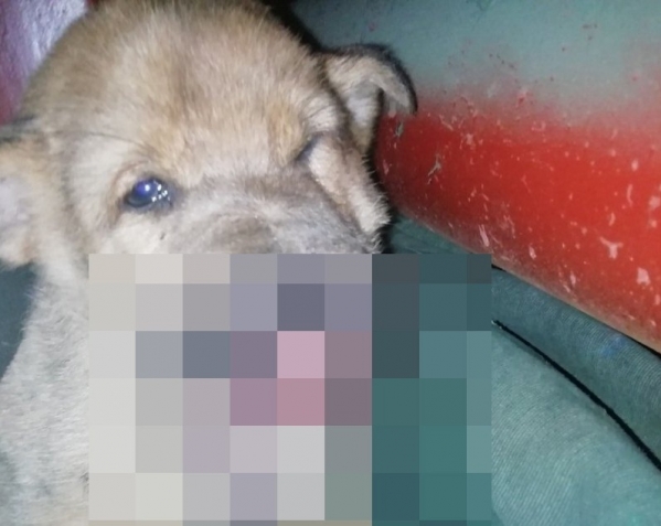 Волгоградскому щенку в упор выстрелили в морду
