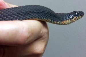 В Волгограде спасатели поймали змею в офисе коммерческой фирмы