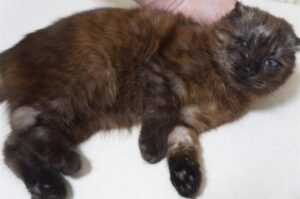 Горе-заводчики выбросили на мороз котенка-инвалида