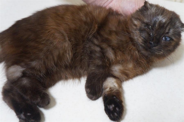 Горе-заводчики выбросили на мороз котенка-инвалида