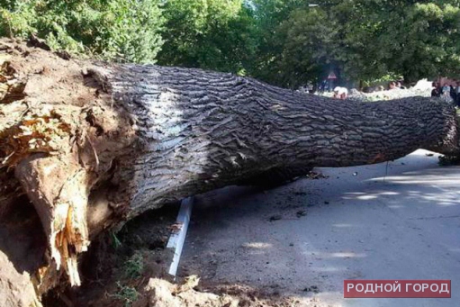 Шквалистый ветер повалил деревья в Волгограде