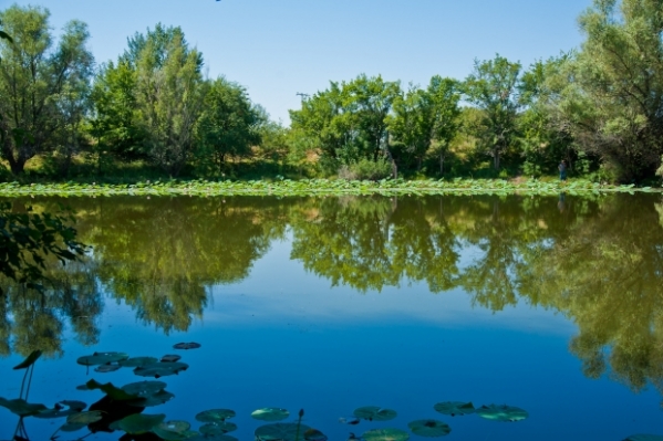 В Волгоградской области экологи насчитали больше краснокнижных птиц