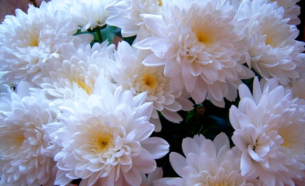 В Волжском состоится традиционный «Бал хризантем»