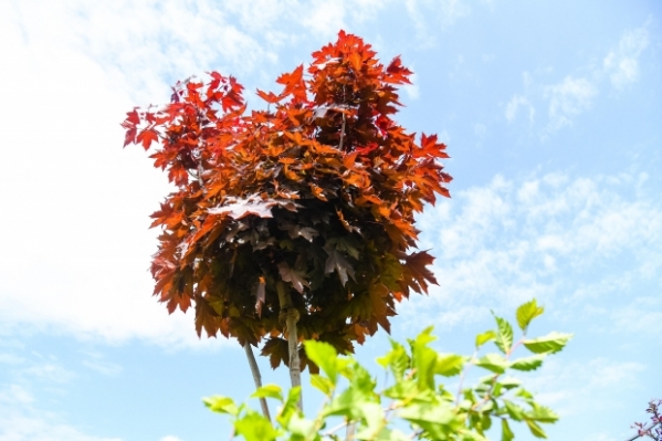 В Волгограде названы победители фотоконкурса «Цветущий сад»