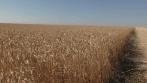 Приметы на день Пахома Теплого: как они влияют на финансовое положение