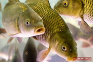 В Волгоградской области осужден 24-летний браконьер