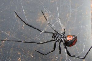 В квартиру в Волгограде заполз похожий на каракурта паук