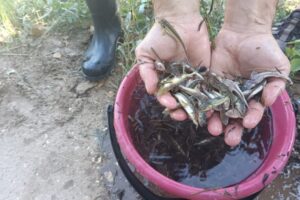 В Волгоградской области в Волгу выпустили почти 2 миллиона мальков русского осетра
