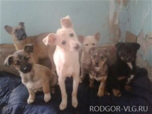 Волгоградцев задержали за хищение ящика с деньгами для животных