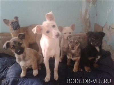 Волгоградцев задержали за хищение ящика с деньгами для животных