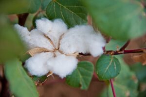 В Волгограде обсудили перспективы производства хлопка