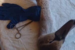 На набережной в Волгограде расстреляли дробью молодого лебедя