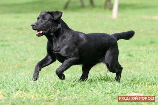 Волгоградские спасатели освободили собаку из прутьев ограды
