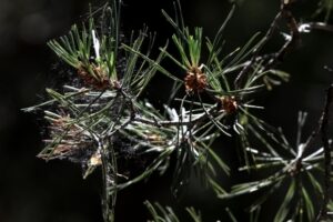 Губернатор Андрей Бочаров предложил создать лесозащитные полосы