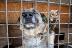 В Волгоградской области фиксируется рост числа обращений к врачам из-за нападений животных